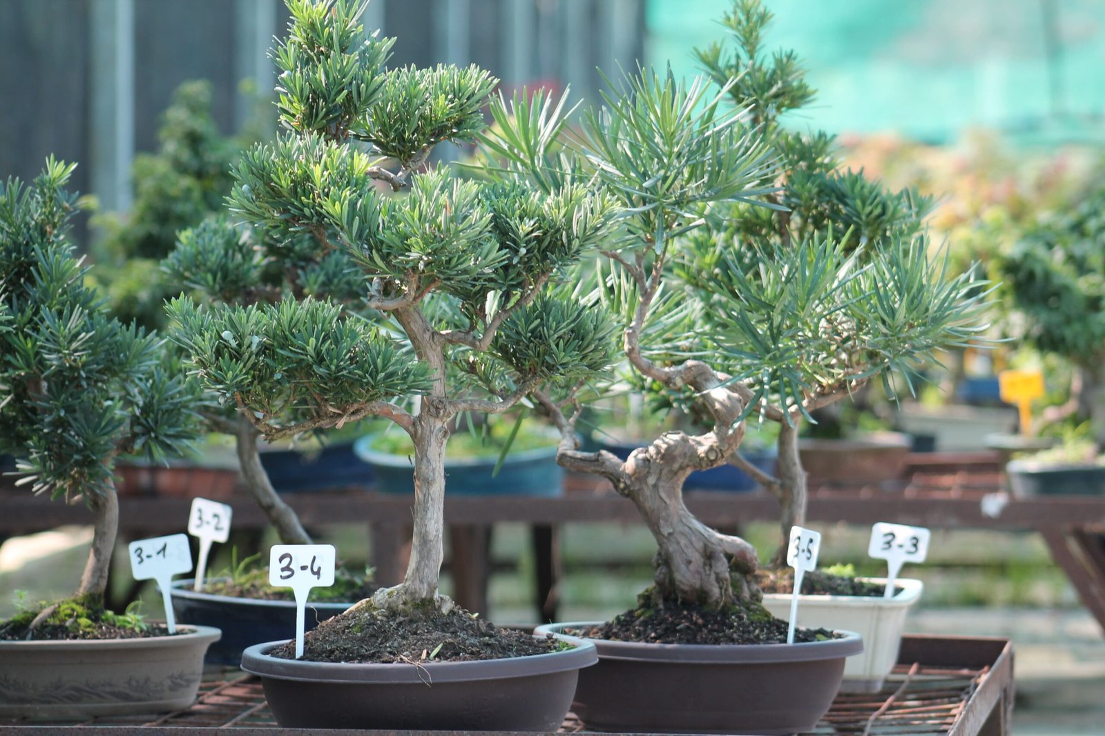 Podocarpus Buddhist Pine