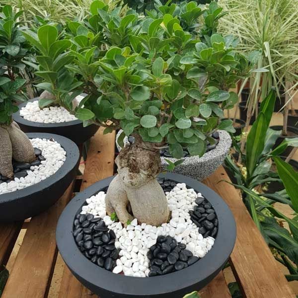 Ficus Bonsai Tree for Sale