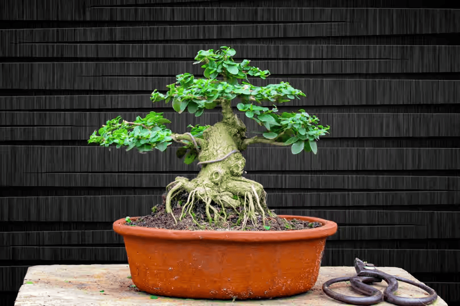 Bonsai Plant Supplier: How to Choose the Right Supplier for Healthy Trees